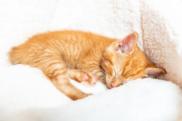 Mignon gingembre chaton dort — Photo