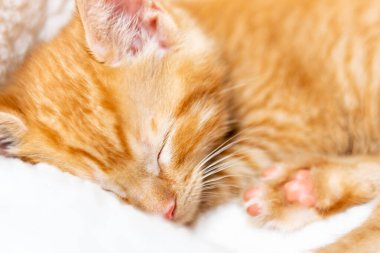 Tatlı kızıl kedi uyuyor.