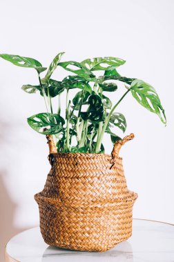 Canavar Maymun Maskesi