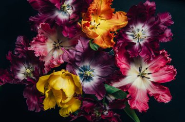 Papağan Tarzı Laleleri