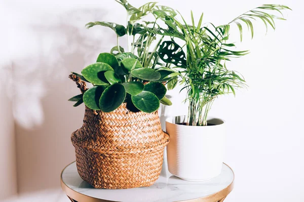 Different house plants — Stock Photo, Image
