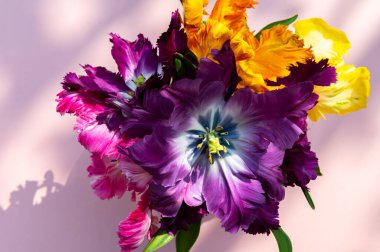 Papağan Tarzı Laleleri