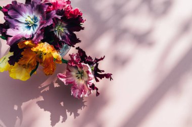 Papağan Tarzı Laleleri