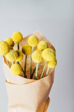 Craspedia globosa kuru çiçekleri