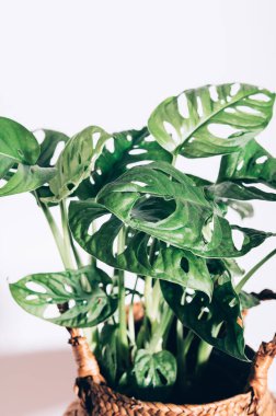 Canavar Maymun Maskesi