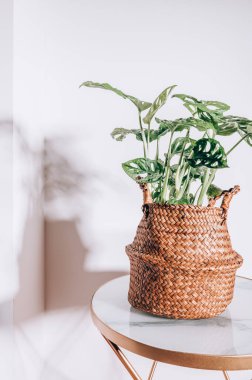 Canavar Maymun Maskesi