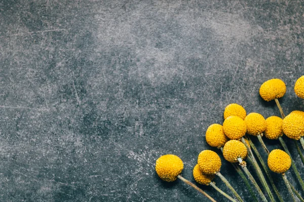 Craspedia globosa flores secas — Foto de Stock