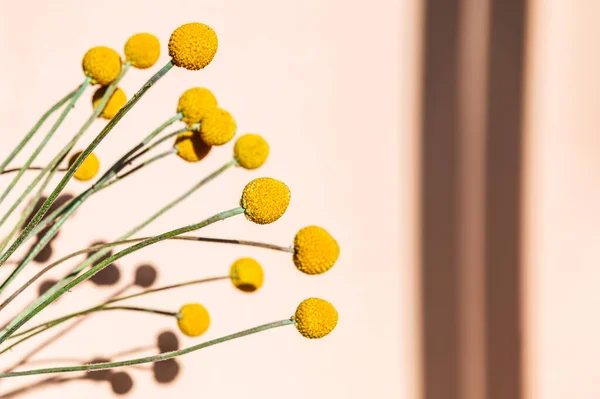 Craspedia globosa suche kwiaty — Zdjęcie stockowe