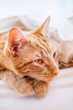 Tatlı kızıl kedi yatakta uyuyor.