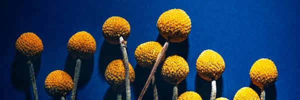 Craspedia globosa kuru çiçekleri — Stok fotoğraf