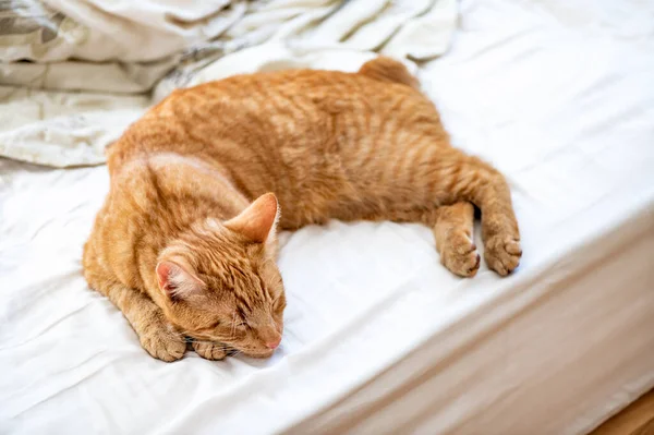Tatlı kızıl kedi yatakta uyuyor. — Stok fotoğraf