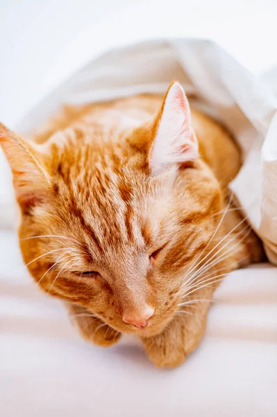 Gato de gengibre bonito dorme na cama — Fotografia de Stock