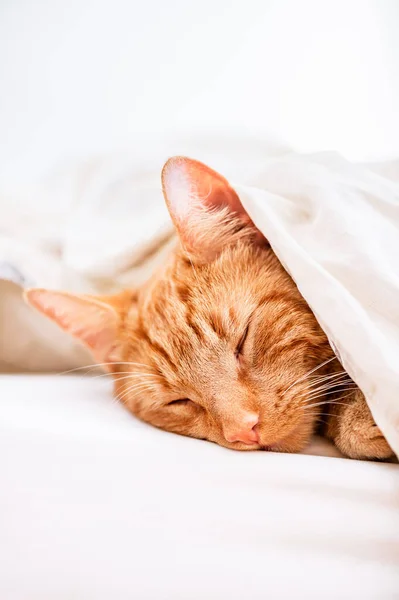 Gato de gengibre bonito dorme na cama — Fotografia de Stock