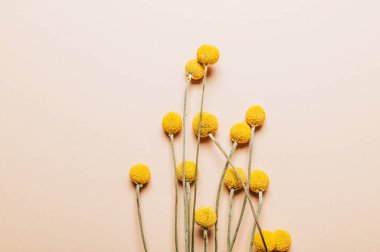 Craspedia globosa kuru çiçekleri