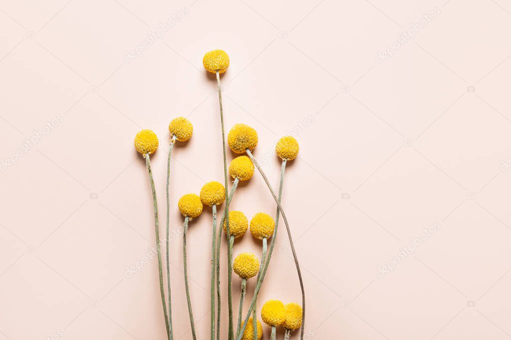 Craspedia globosa dry flowers
