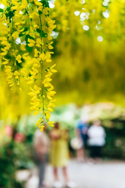 Tuin met bloeiende laburnum boog tijdens de lente — Stockfoto