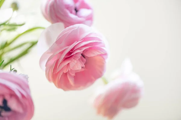 Tender ranunculus flowers — Stock Photo, Image