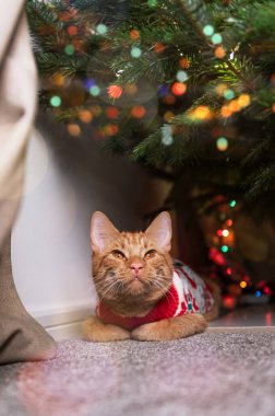 Zencefilli tatlı kedi, xmas jumper giyiyor.