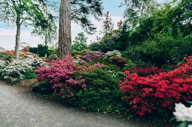 Baharda çiçek açan ağaçları olan güzel bir bahçe.