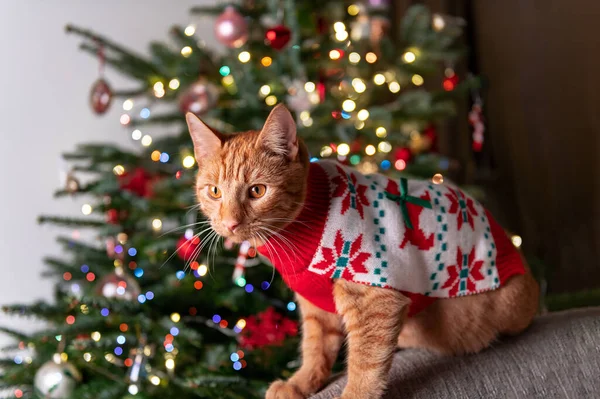 Lindo gato jengibre en puente de Navidad — Foto de Stock