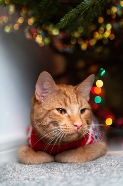 Zencefilli tatlı kedi, xmas jumper giyiyor.