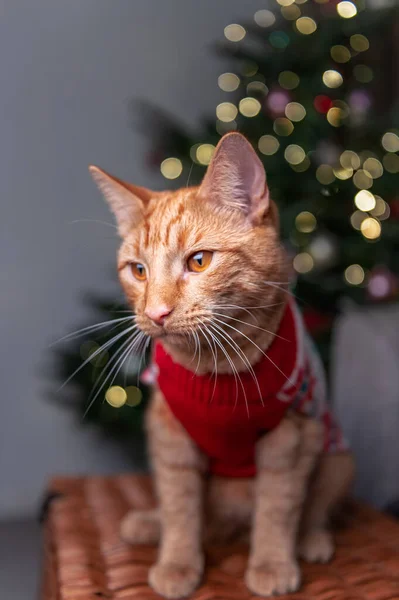 Niedliche Ingwer-Katze im Weihnachtsjumper — Stockfoto