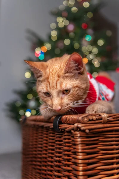 Niedliche Ingwer-Katze im Weihnachtsjumper — Stockfoto