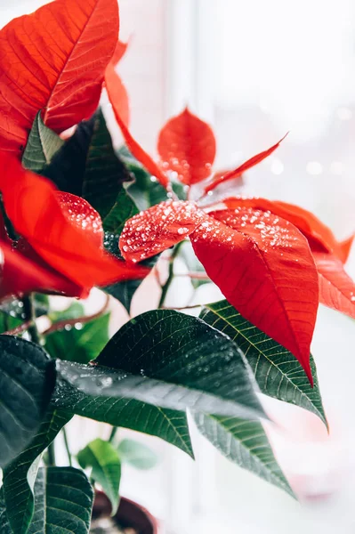 Kerst Poinsettia in keramische pot — Stockfoto