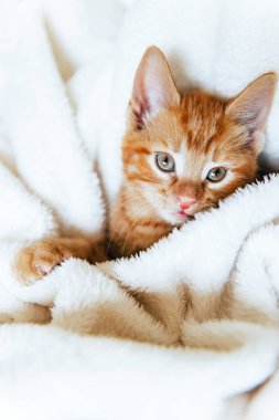 Tatlı kızıl kedicik kameraya bakıyor.