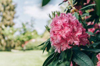 Pembe Rododendron 'un çiçek açtığı çalılar