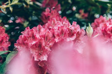 Pembe Rododendron 'un çiçek açtığı çalılar