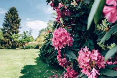 Pembe Rododendron 'un çiçek açtığı çalılar
