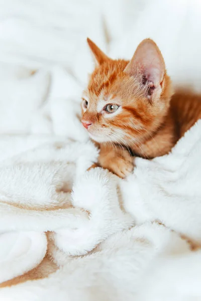 Schattig gember kitten kijkt naar camera — Stockfoto