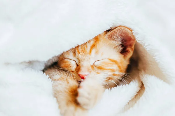 Słodkie imbir kotek śpi — Zdjęcie stockowe