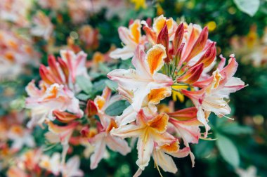 Orange Japon Rododendron çiçekleri.