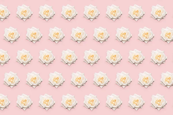 Motif floral rose blanche — Photo