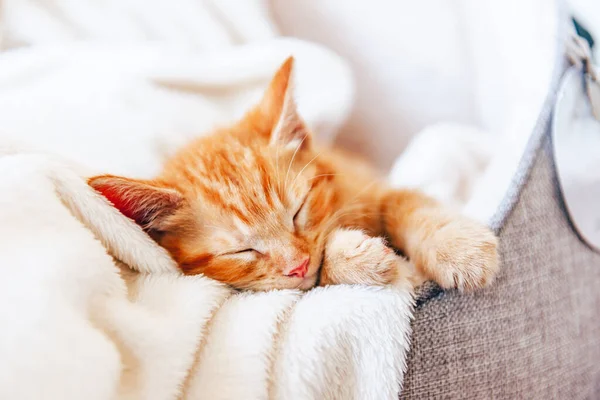 Gatinho de gengibre bonito dorme — Fotografia de Stock