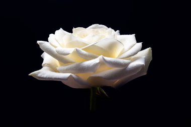 Güzel büyük beyaz gül