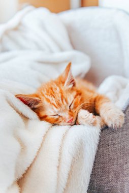 Tatlı kızıl kedi uyuyor.