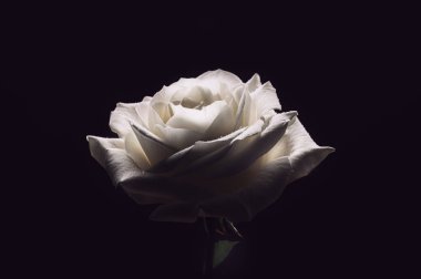 Güzel büyük beyaz gül