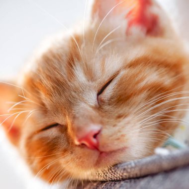 Tatlı kızıl kedi uyuyor.