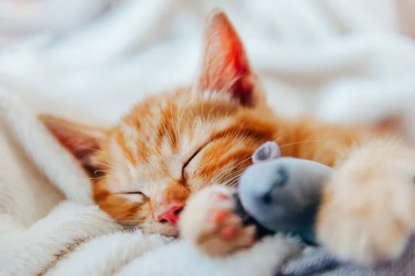 Lindo jengibre gatito duerme — Foto de Stock