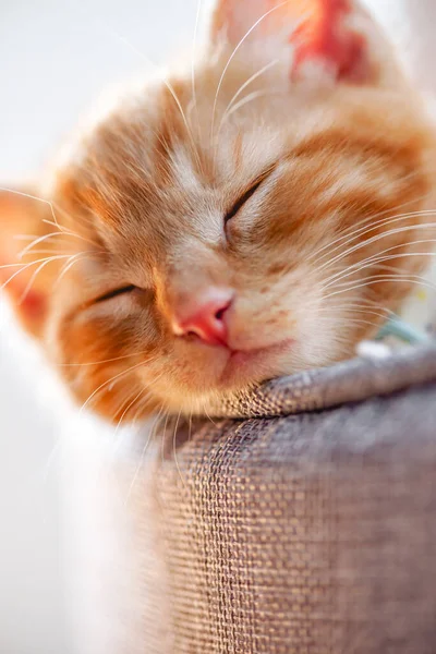 Lindo jengibre gatito duerme — Foto de Stock