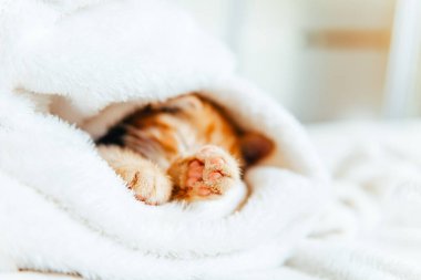 Tatlı kızıl kedi uyuyor.