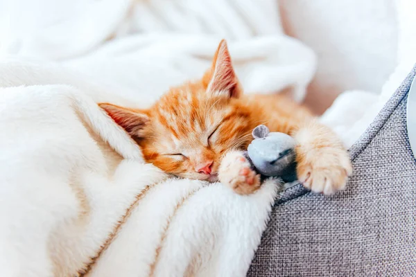 Cute ginger kitten sleeps