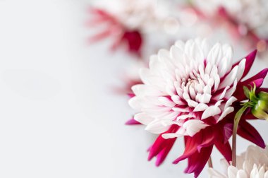 Bir demet kırmızı ve beyaz yıldız çiçeği