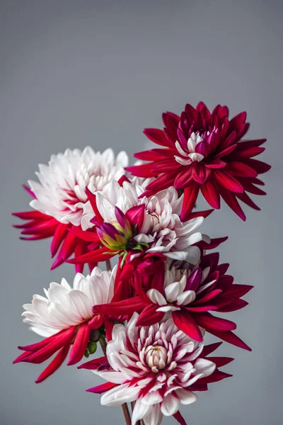 Bir demet kırmızı ve beyaz yıldız çiçeği