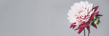 Güzel bir demet kırmızı ve beyaz yıldız çiçeği. Gri arkaplanda tek çiçekli baş resmi, afiş boyutu
