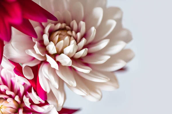 Vackra Gäng Röda Och Vita Dahlia Blommor Skjuten Ljus Bakgrund — Stockfoto