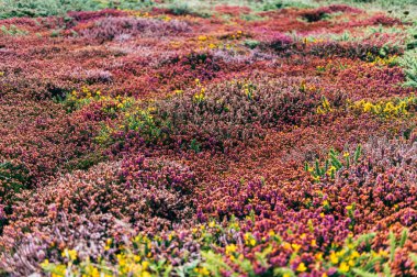 Renkli Heather, Calluna vulgaris, ayrıca Scotch heather veya ling olarak da bilinir, düşük yeşil çalılık Ericaceae ailesinden.